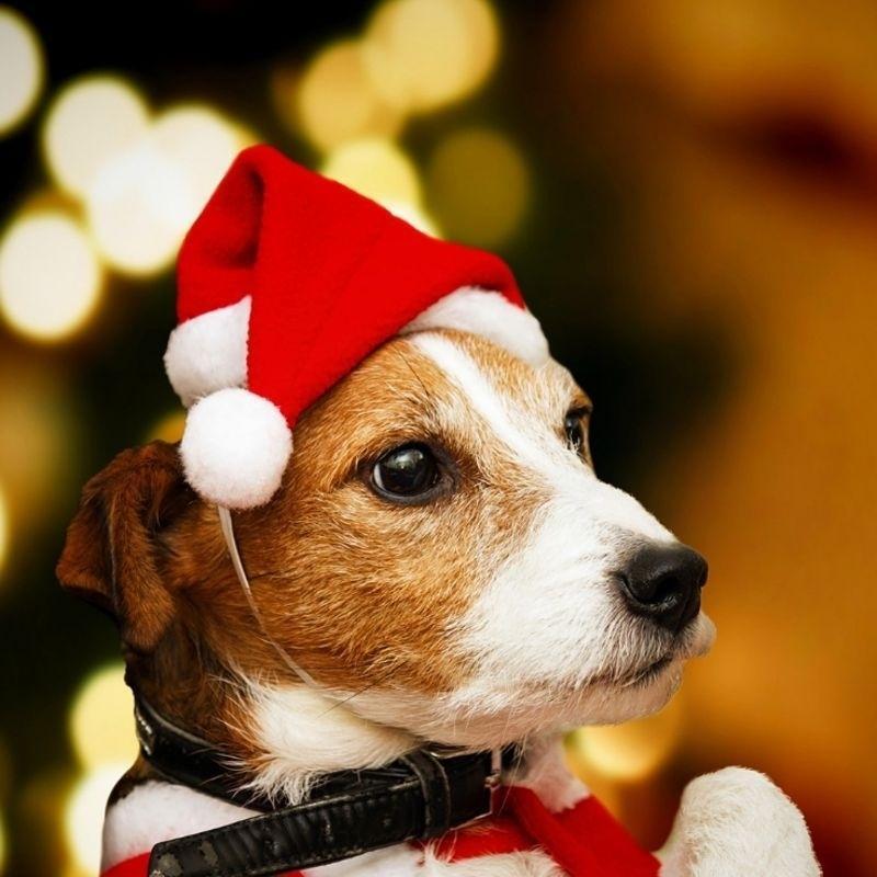 Christmas Pet Hat Santa Claus Hat For Cats Dogs Puppy Xmas Decoration New Year Pet Costume Home Festival Party Pet Supplies