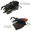 COLORATA Stag Beetle 3D Illustrated Book Types Explanation Realistic Figure Birthday Present Gift Sanitation Law Figure Box Beetle Christmas Present