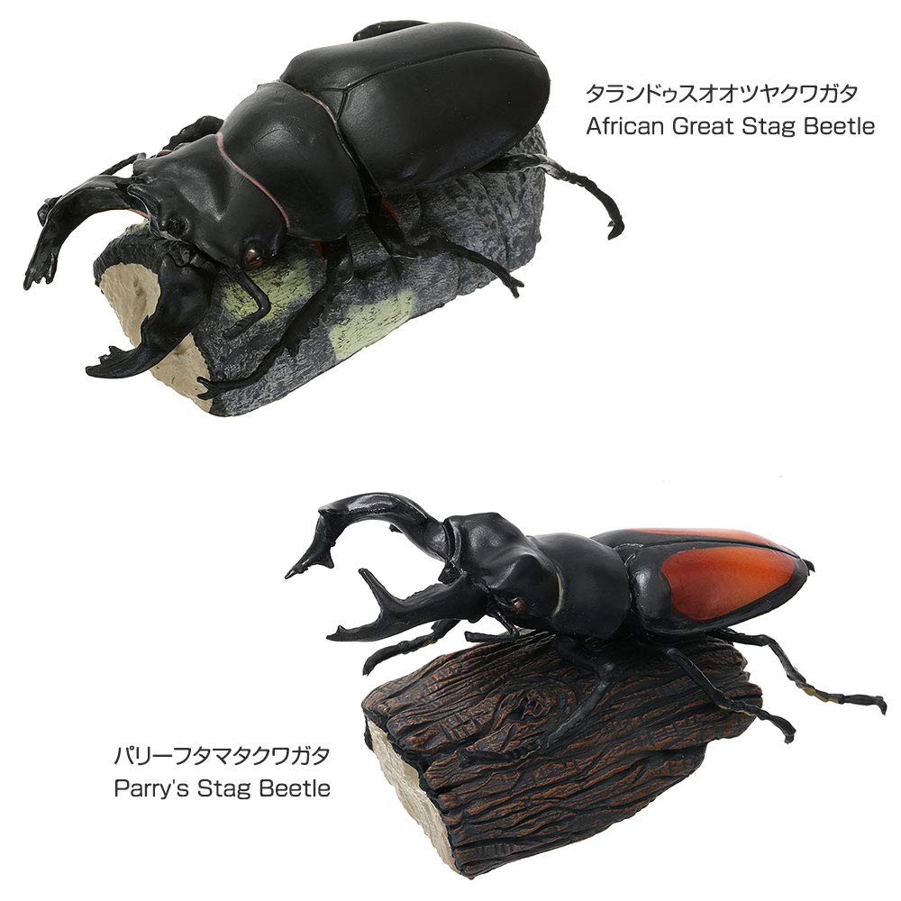 COLORATA Stag Beetle 3D Illustrated Book Types Explanation Realistic Figure Birthday Present Gift Sanitation Law Figure Box Beetle Christmas Present