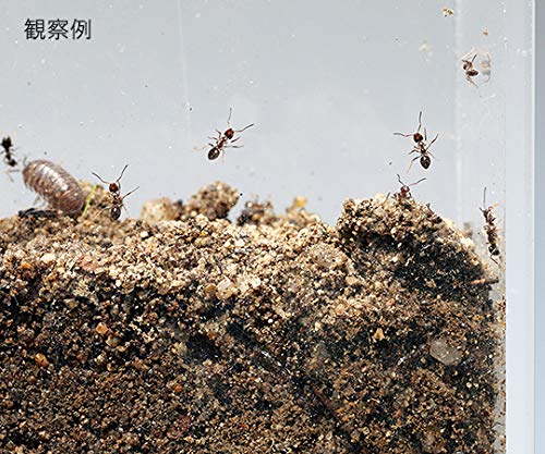 AS ONE Thin Acrylic Observation Tank, Approx. 0.92L / 3-6760-04