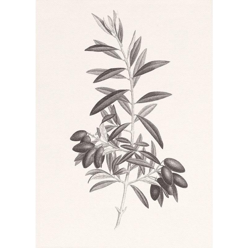 Apple Garlic Daisy Blossom Olive Branch Sketch Poster Print Vintage Botanical Drawing Canvas Painting for  Kitchen Room Decor