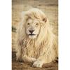 Black White Animals Art Lions Oil Painting Canvas Art Posters and Prints Wall Pictures for Living Room Home Wall Decor