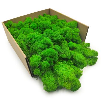 Reindeer Mech Chrobotek - Finnish - Purified - Summer Green - 50G Net