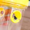 Bee Trap Insect Fruit Fly Wasp Catcher Lure Waterproof Outdoor Hanging Trap Clear Traps Box Catcher Pest Control Tools