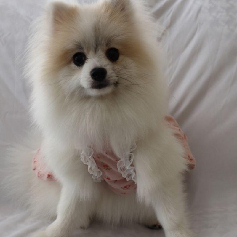 Haneul Mung Mung Sky Woof Woof Baby Sailor Moon One Piece 3 Colors