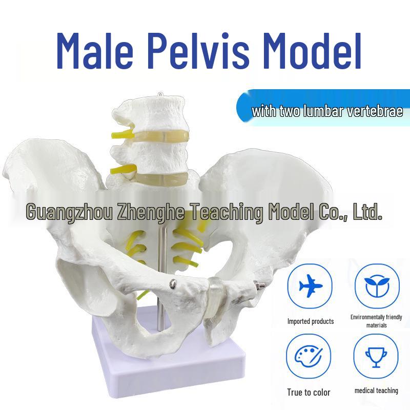 Large Male Lumbar Spine with Pelvis Model, Two-Section Disc Bone, Teaching Aid 18x28x23 cm