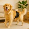 Male Dog Belly Band Diaper Wrap Adjustable Washable Mesh Absorbent Sanitary Wrap Anti Marking Indoor Outdoor Pet Hygiene Training for Male Dogs
