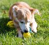 5 cm Interactive Treat Dispensing and Teeth Cleaning Dog Chew Ball