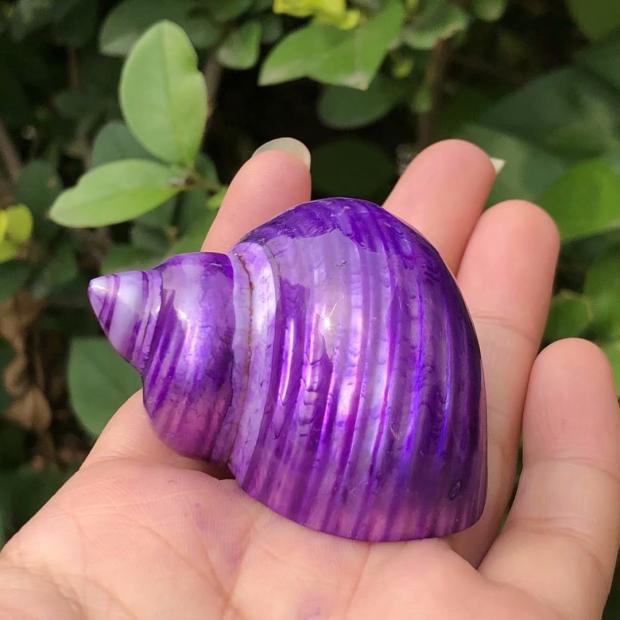 Eremitkräfta Ersättning & Snäcka Naturliga Snäckskal för Akvariumdekor