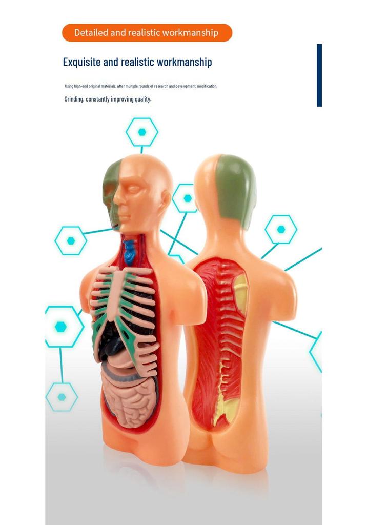 Children's STEM Educational Human Skeleton & Organs Model Teaching Aid