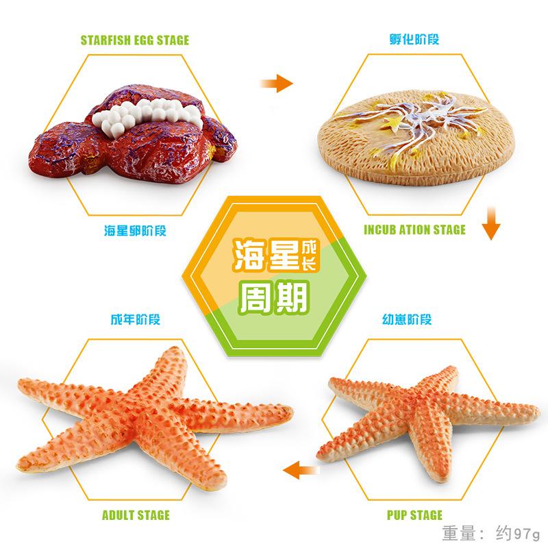 Simulation Marine Animal Growth Cycle Model Octopus Starfish Penguin Growth Process Landscape Ornament Toy