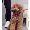 Brightly Colored Led Dog Collar Rechargeable Light-up Neckband For All Size Dogs