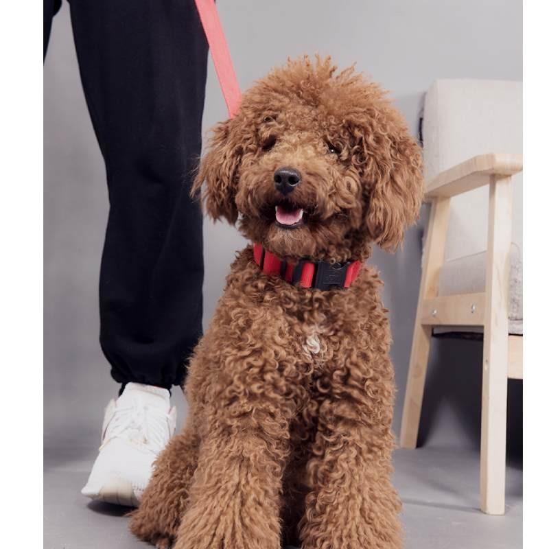 Brightly Colored Led Dog Collar Rechargeable Light-up Neckband For All Size Dogs