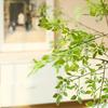 Artificial Green Nandina, Artificial Green Stems, Artificial Branches, Leaves, And Floral Arrangements for Vases, Bouquets, And Wedding Decorations.