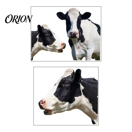 Waterproof PVC Wall Decor for Bathroom Realistic Milk Cow Stickers, Decal,3D Animal Door Decorative Murals Nursery Peel And Stick Art Home Bedroom