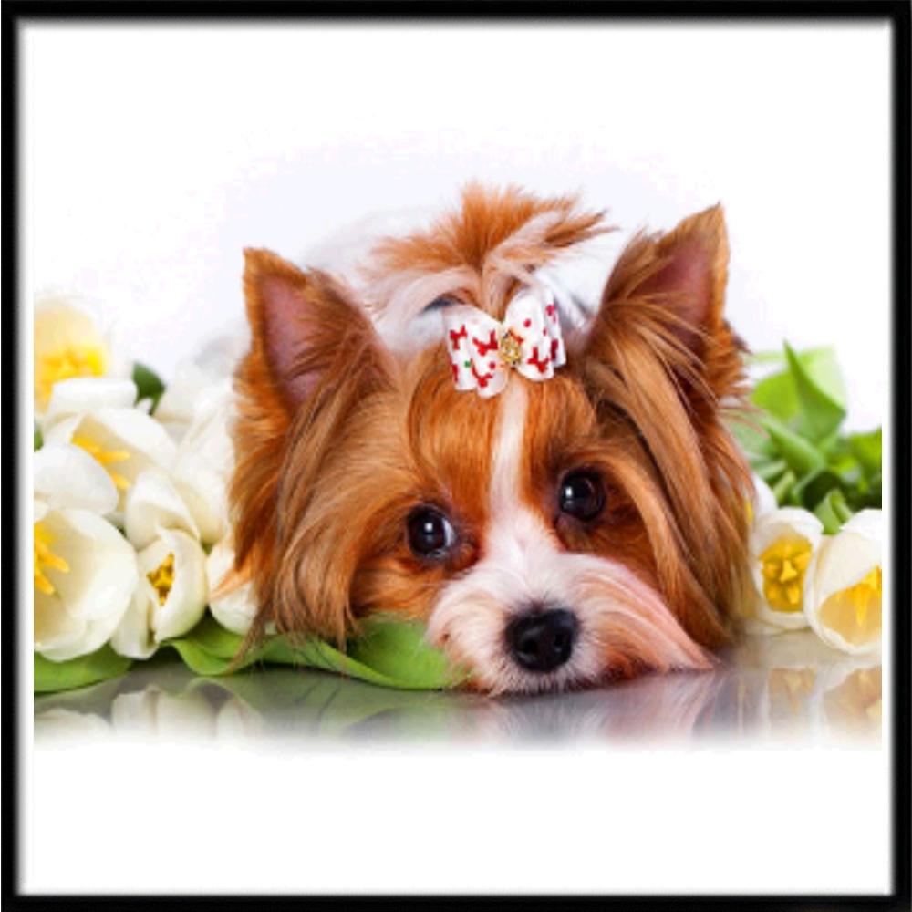 Pictura cu diamante 5D Diy Broderie cu punct de cruce Kit complet Pictură cu diamante pisica Decorare perete de acasă Cadouri de sărbători lucrate manual