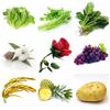 20ml Gibberellic Acid Liquid Garden Farm Backyard Plants Growing Necessary