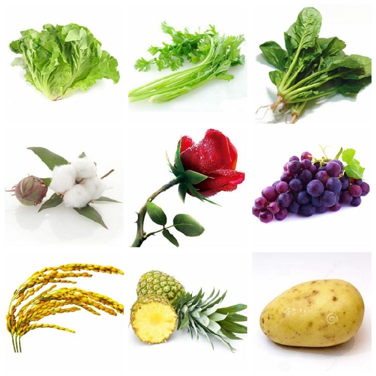 20ml Gibberellic Acid Liquid Garden Farm Backyard Plants Growing Necessary