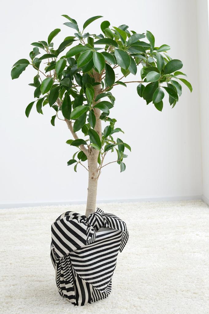 Sanyo Shoji KONOMI Furoshiki 24cm Approximately 97cm Wide (Wrapping Cloth), Wide, Striped, Black, 06-051032,