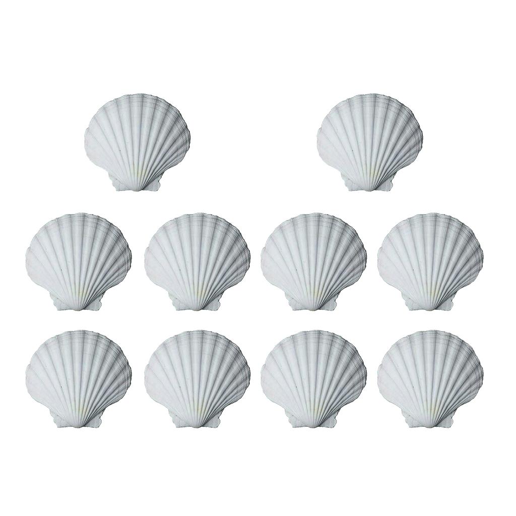 10pcs DIY White Seashells Perfectly For Handcrafting And Painting Activities For Kids And Adults House Decoration