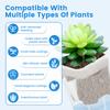 12 Pcs Self Watering Plant Pot Transparent Double Layer Plastic with Drainage Holes Cotton Rope Watering Small Nursery Pot