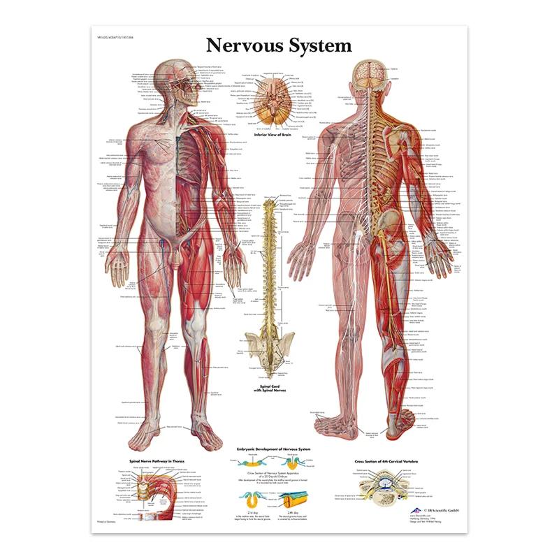 The Body Facial Anatomy Muscle Vessels Detailed Canvas Painting Human Structure Skeleton Education Poster Medical Decoracion