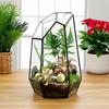 Rezervor tropical miniatural de pădure tropicală protecția mediului artă de interior micro peisaj ghiveci de flori cu ușă