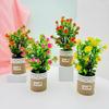 Camellia Sasanqua Floral Pot Potted Plant For Wedding Table And Space Green
