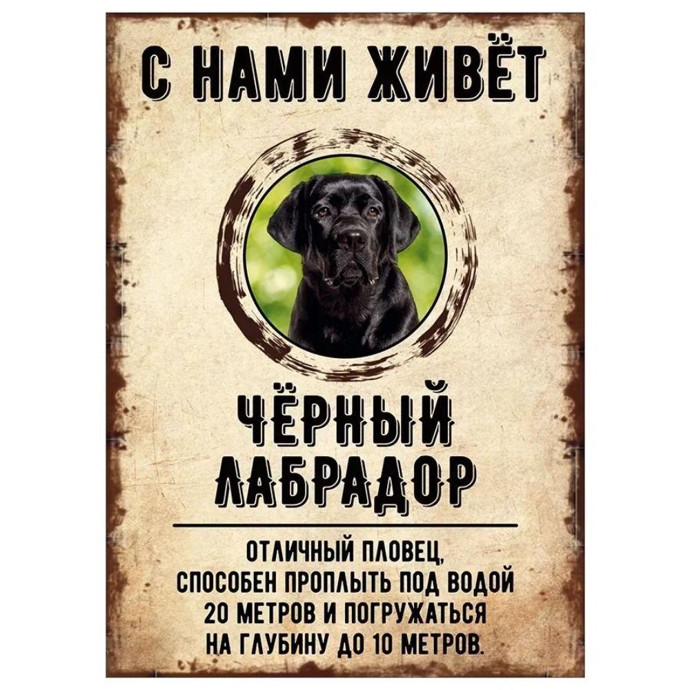 Schild, dekorativ, GEFAHR HUND, Schnauzer lebt bei uns, 20x30cm