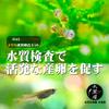 Honpo Medaka Water Quality Test Kit Ammonia Plus Water Quality Test Papers for Medaka Medaka Ammonia Medaka Medaka Water Quality Ammonia Water Medaka