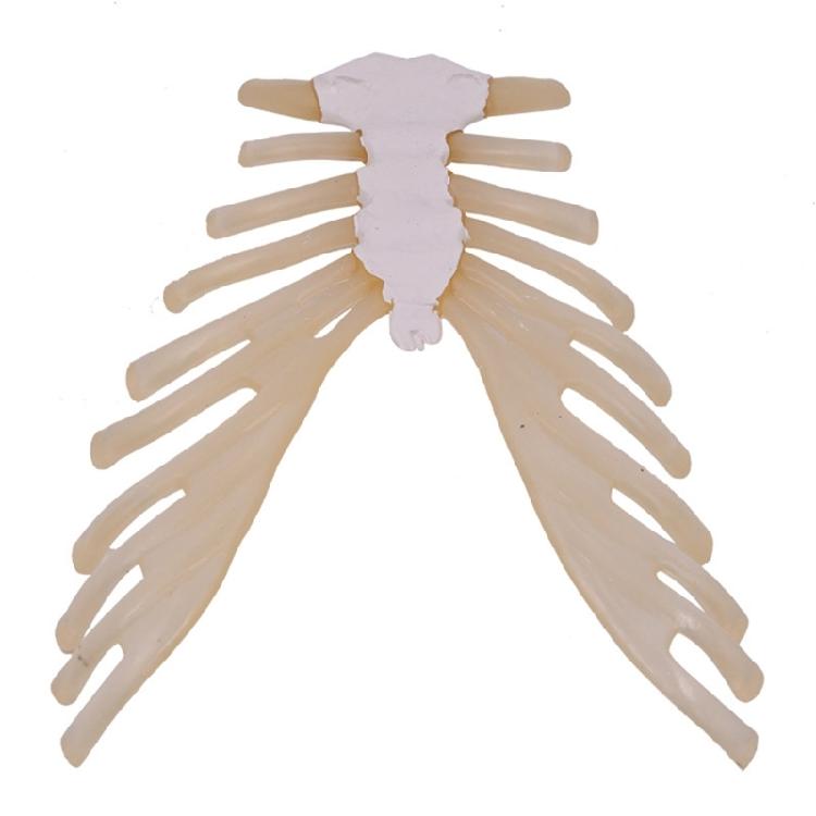 Human Sternum Model Human Skeleton Model Human Skeleton Anatomical Model Easy to Use Medicals Teaching Aid 1