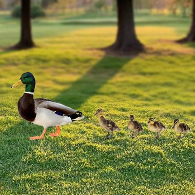 5x Ente Statuen Garten Stakes Tier Skulpturen Realistische Ornamente Hof Kunst Dekorative Figuren