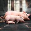 Medium Size Realistic Sleeping Pig Plush Toy Cotton Stuffed Soft Pillow for Home Decor Children Holiday Gift