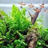 Large Branch Driftwood Natural Micro Landscape Decoration Driftwood Ornaments  Reptiles