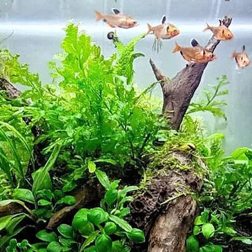 Large Branch Driftwood Natural Micro Landscape Decoration Driftwood Ornaments  Reptiles