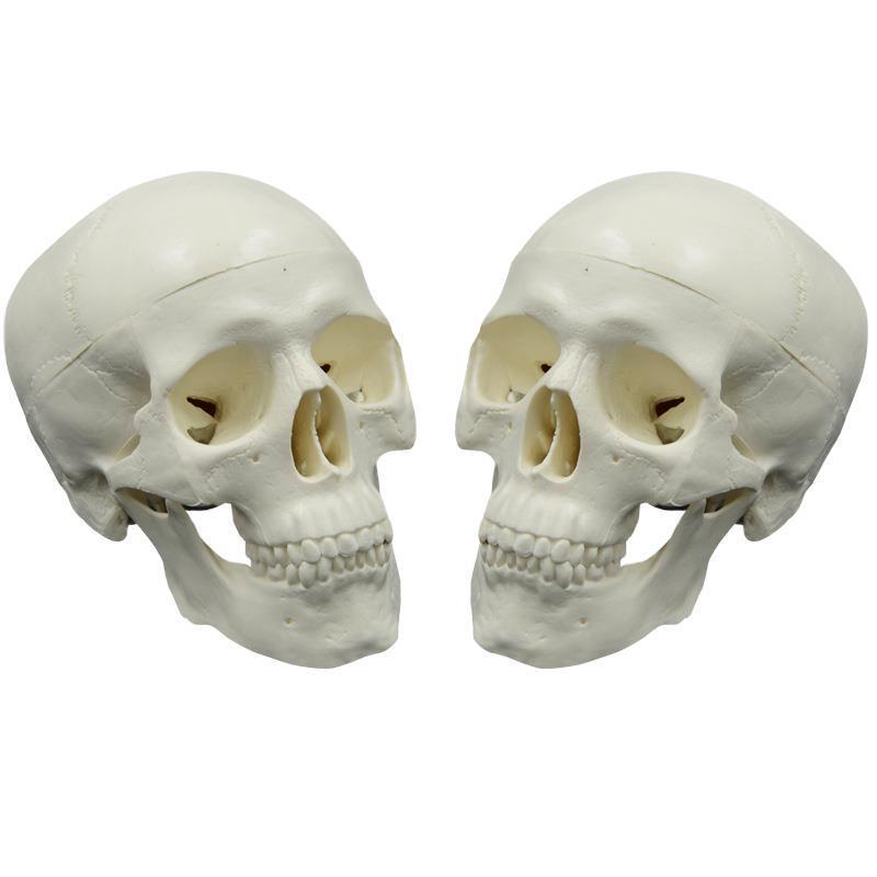 Removable Mini Skull Model for Art, Sketching, and Dental Teaching