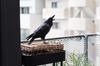 PET BANK DŽUNGLE CROW