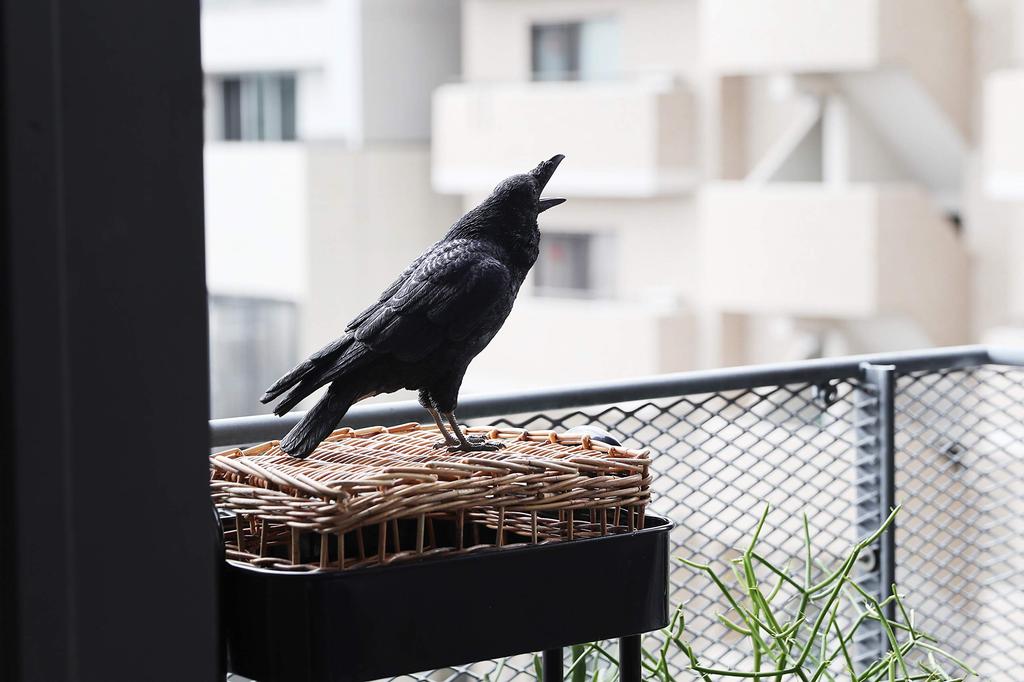 PET BANK DŽUNGLE CROW
