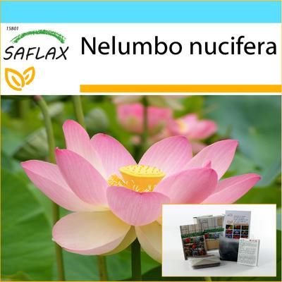Hediye Seti - Kutsal Hint Lotusu - 8 tohum - Hediye kutusu, kart, etiket ve saksı altlığı ile - Nelumbo nucifera