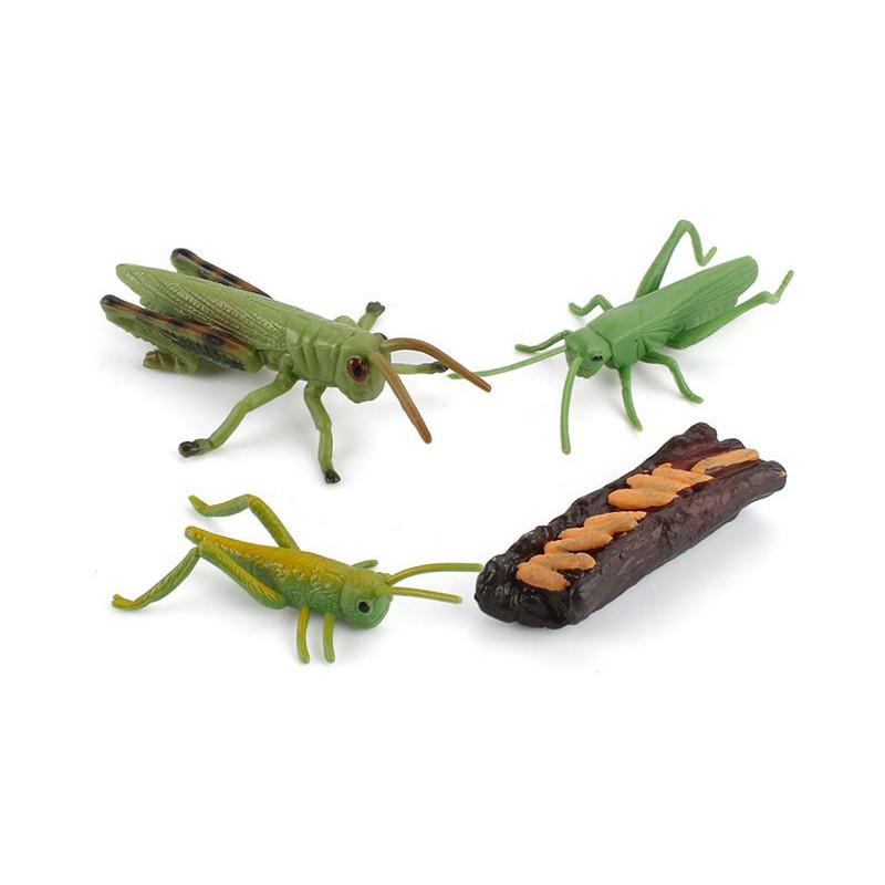 Enchanting Simulation Solid Turtle Chick Frog Animal Growth Cycle Montessori Teaching Aids For Unique Gifts And Decorative Accents