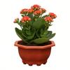 Air Circulation Flower Pot Breathable Thickened Plastic Planter for Bamboo Clivia Drainage Holes Downward Growth Pot for Home Garden Balcony