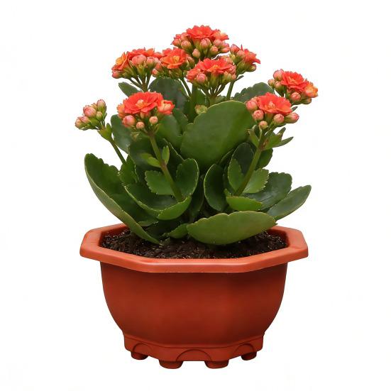 Air Circulation Flower Pot Breathable Thickened Plastic Planter for Bamboo Clivia Drainage Holes Downward Growth Pot for Home Garden Balcony