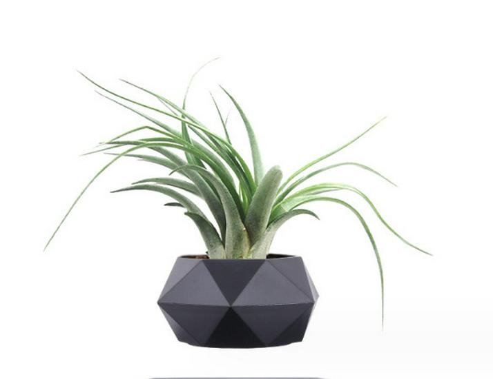 Magnetic Levitation Bonsai: Air-Purifying Ornamental Plant for Home or Office