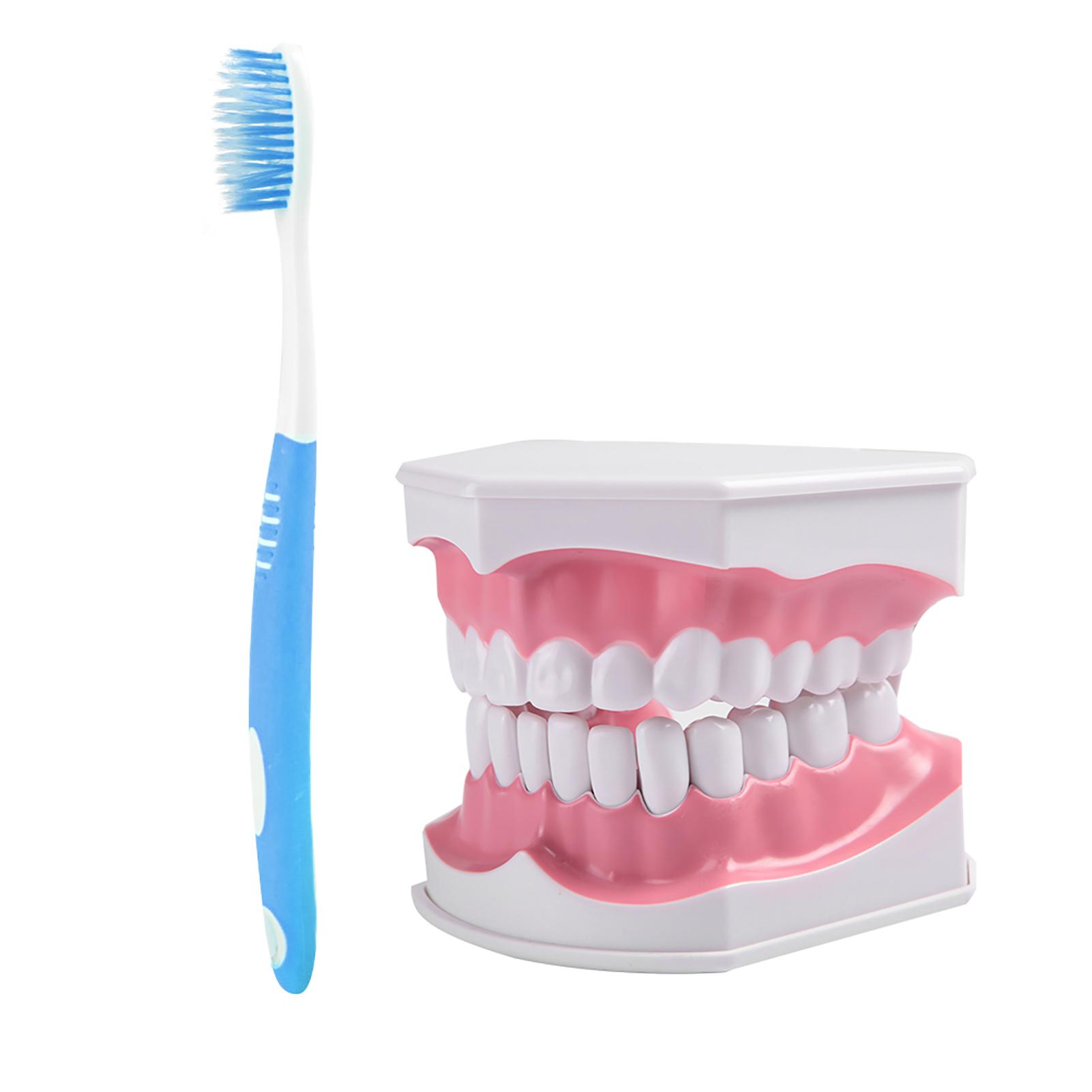 

Adult Dental Teeth Model and Toothbrush with Removable High Grade Teeth Teaching Model