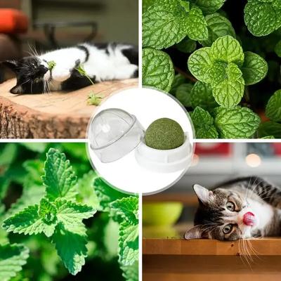 Kedi – Kedi Oyuncakları