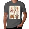 Ernst Haeckel Gamochonia Vintage Science Illustration Tshirt Soft Casual Short Sleeve Cotton Tee