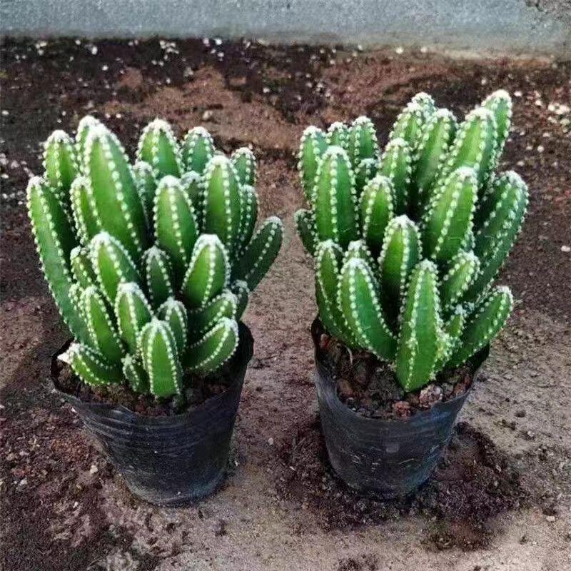 Ten Thousand Layer Mountain Money-Attracting Succulent Cactus Tree for Indoor and Office Decor