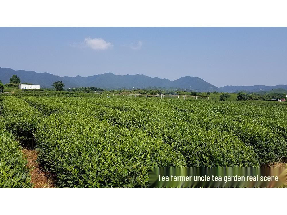 Uncle Phoenix Mao Feng White Tea - Pre-Rain First Grade 2025 Spring Green Tea