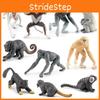 Primate Animal Chimpanzee Lemur Model Collection Pvc Static Figures For Classroom Teaching And Decor
