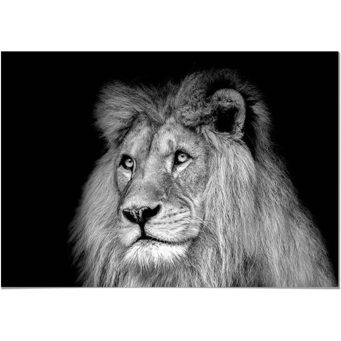Poster Panorama Lion Noir et Blanc 50x35 cm - Imprimée sur Poster - Poster Animaux